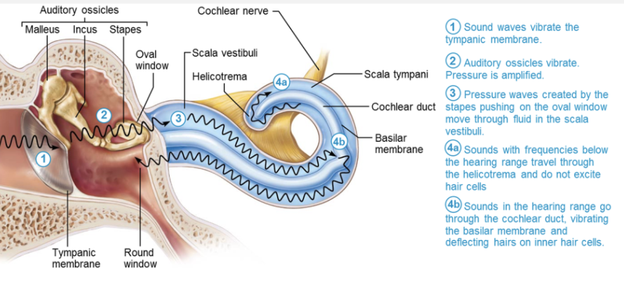 <p></p><ol><li><p><strong>Tympanic membrane </strong></p><ul><li><p>Sound waves enter external acoustic meatus and strike tympanic membrane, causing it to vibrate </p><ul><li><p>The higher the intensity, the more vibration </p></li></ul></li></ul></li><li><p><strong>Auditory ossicles</strong></p><ul><li><p>Transfer vibration of eardrum to oval window </p><p></p></li></ul></li></ol><p></p>