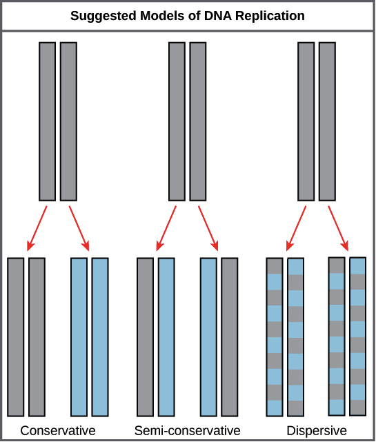 <p>results in 2 copies, one old strand and one new</p>