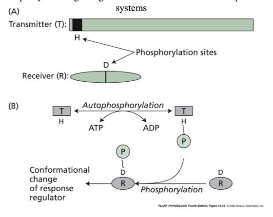 <p>phosphorylation changes conformation of response regulator</p>