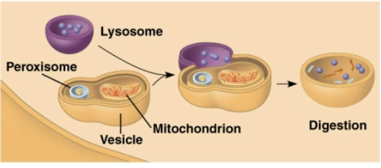 <p>Autophagy </p>