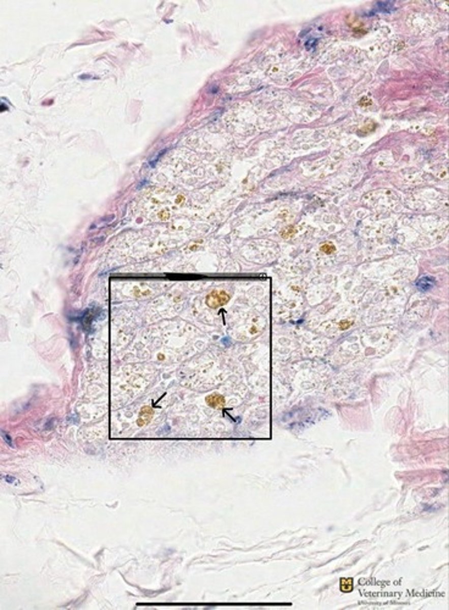 <p>What tissue type is depicted?</p><p>What cellular structure is shown?</p>