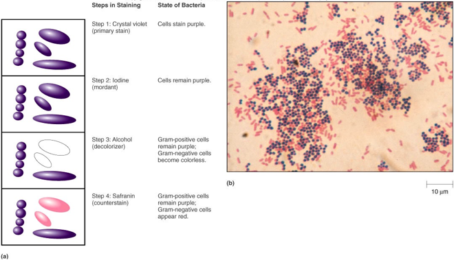 <p>most widely used as diagnostic stain</p><p>stains differently due to thickness of peptidoglycan layer</p><p>**know these steps</p><p>IF YOU DONT COUNTERSTAIN GRAN NEG WILL BE COLORLESS</p><p>IF YOU DONT DECOLORIZE ALL WILL BE PURPLE</p><p></p><p>at end colors</p><p>gram positive = purple</p><p>gran negative = red</p>