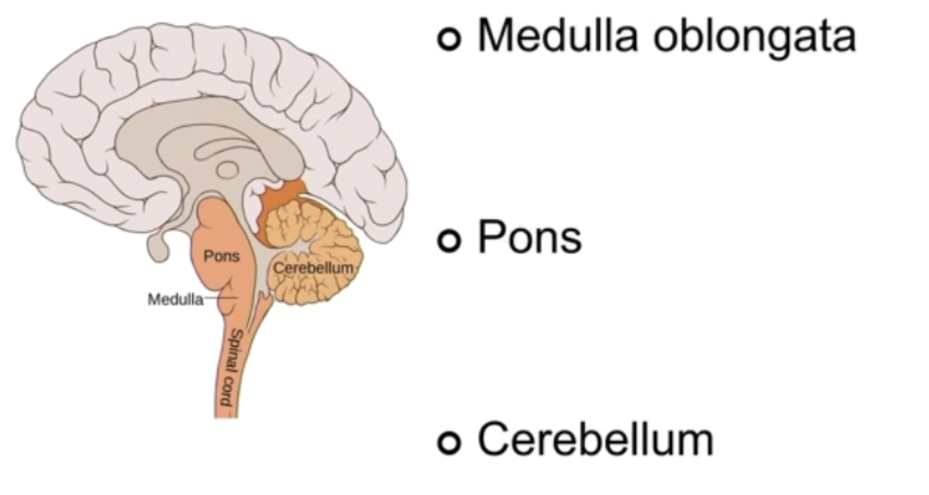 <ul><li><p>Supports basic functions</p></li><li><p>Contains:</p><ul><li><p><strong>Medulla oblongata</strong></p><ul><li><p>Breathing, heart rate, blood pressure</p></li><li><p>Autonomic homeostasis</p></li></ul></li><li><p><strong>Pons</strong></p><ul><li><p>Communicator between medulla, cererellum, and cerebrum</p></li><li><p>Sleepy cycles</p></li></ul></li><li><p><strong>Cerebellum</strong></p><ul><li><p>Muscle movement coordination</p><ul><li><p>Damage - loss of balance, coordination, language control, attention, sometimes emotion</p></li></ul></li></ul></li></ul></li></ul><p></p>