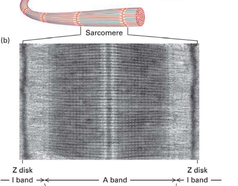 <p><span><span>The basic contractile unit of a muscle fibre - stetches from one Z disc to another</span></span></p>