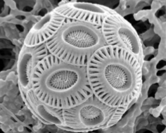 <p>What phytoplankton is this?</p>