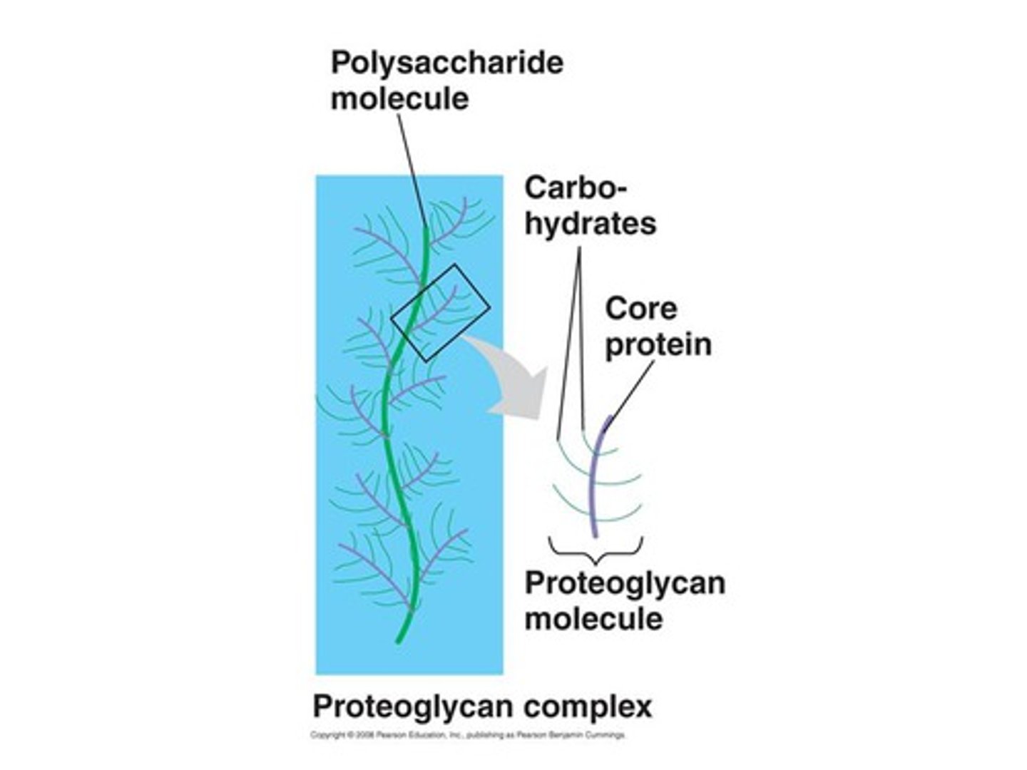 <p>proteins to which GAGs covalently bind (all except hyaluronan)</p>
