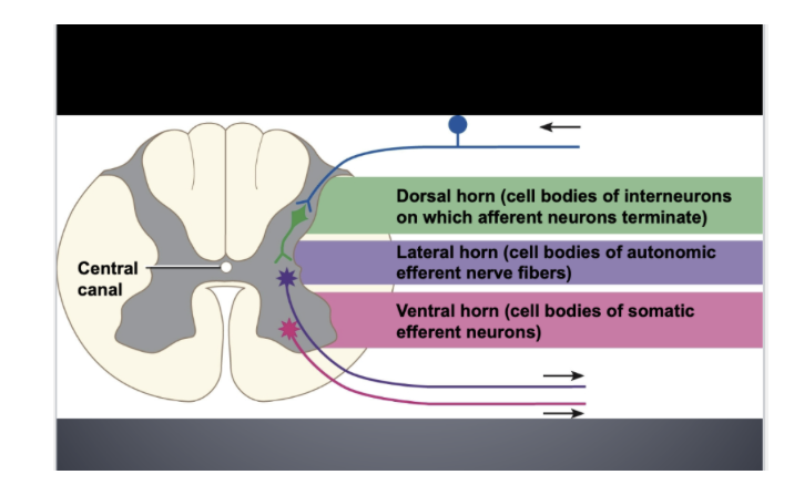 <p>Ventral horn (grey matter) </p>