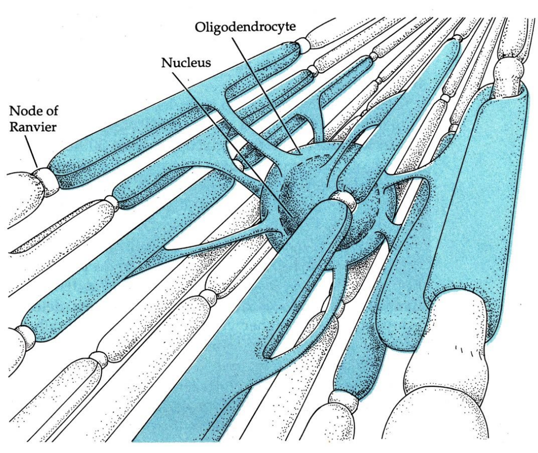 <p>In the CNS, ______ oligodendrocytes form myelin sheaths around ______ axons</p>