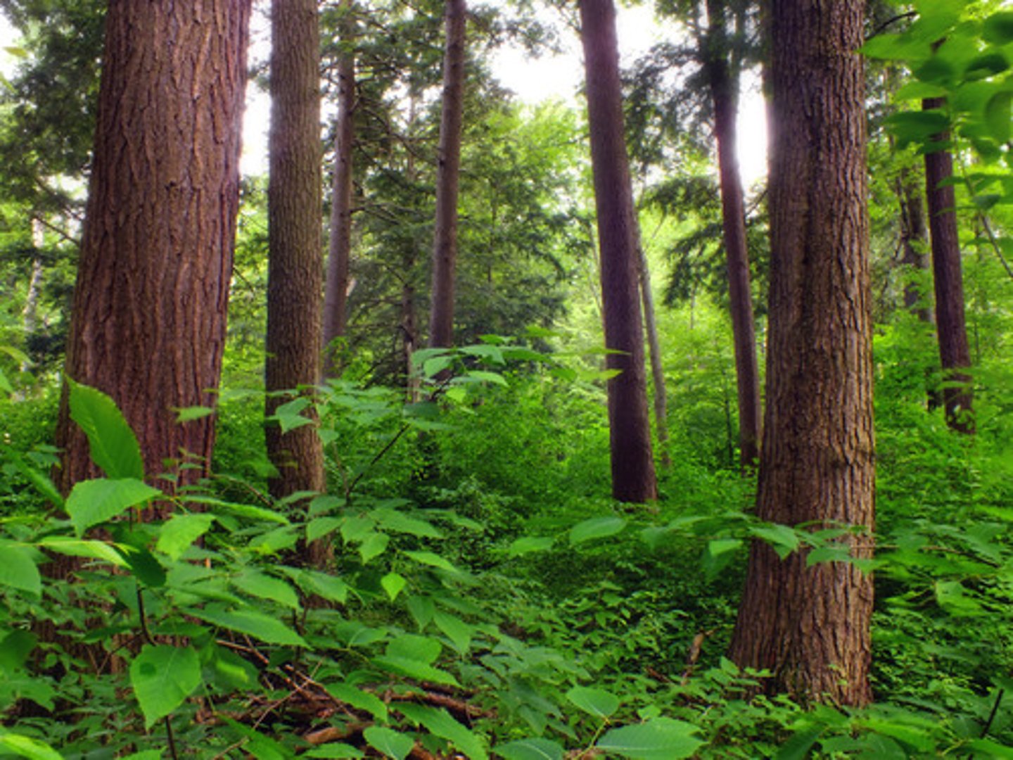 <p>layer of forest containing shrubs and other short plants</p>