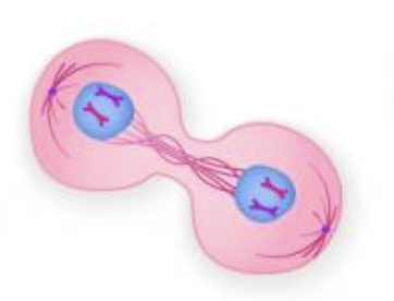 <p>What phase is this cell in?</p>