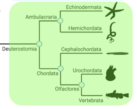 <ol><li><p>Ambulacrarians (ex. echinoderms, acorn worms)</p></li><li><p>Chordates (ex. lancelets, tunicates, vertebrates)</p></li></ol><p></p>