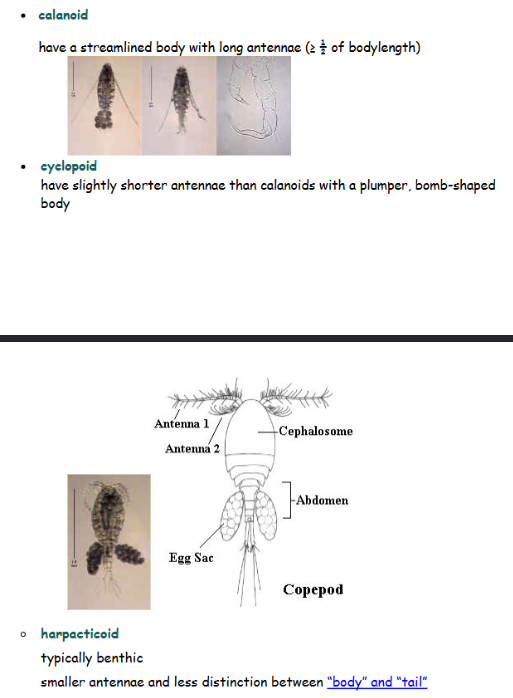 <p>Calanoid, cyclopoid, and harpacticoid.</p>