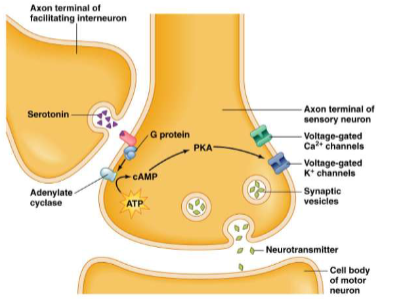 <p><span><span>Serotonin</span></span></p>