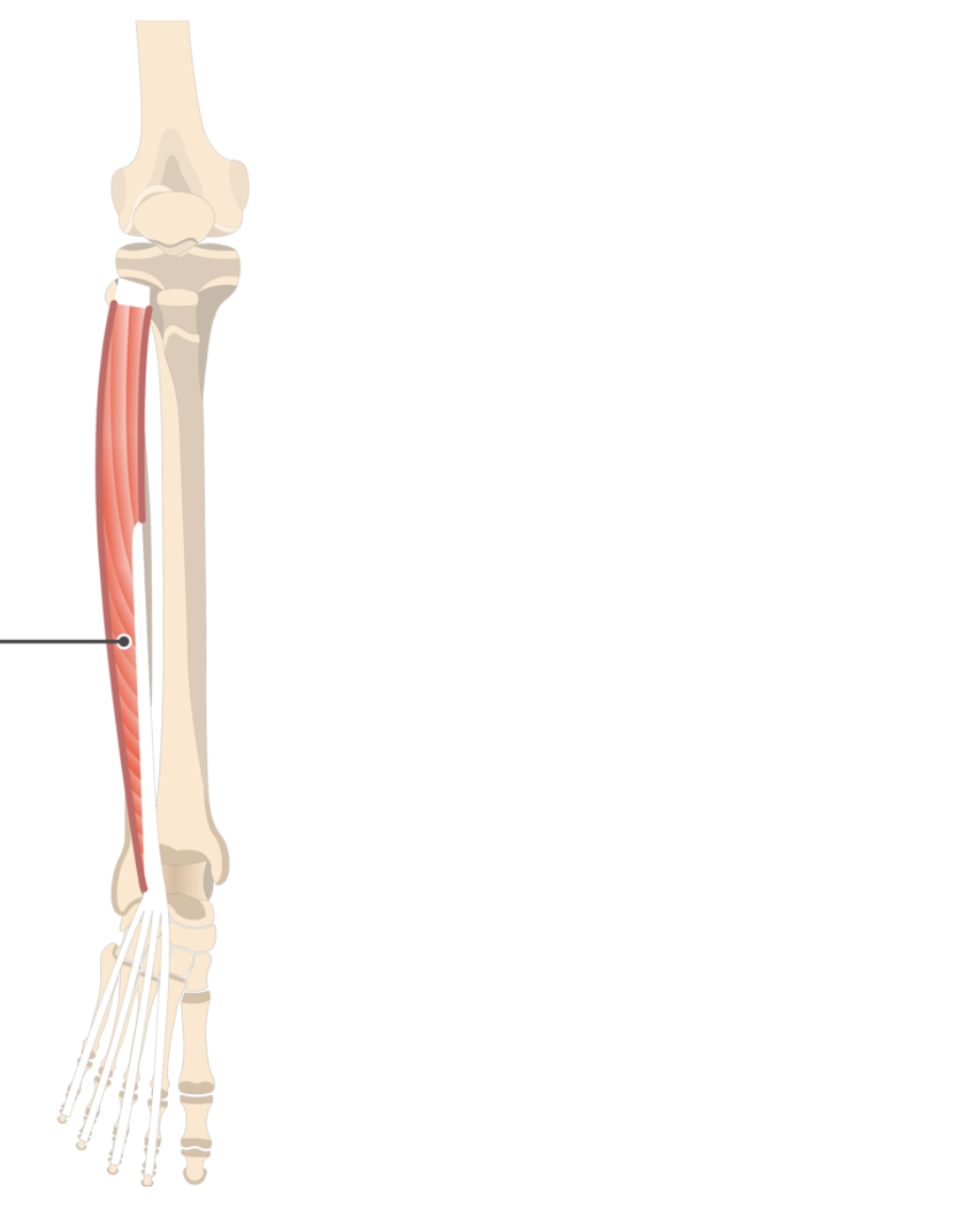 <p>origin: lateral condyle of tibia</p><p>insertion: distal phalanges of metatarsals II-V</p>