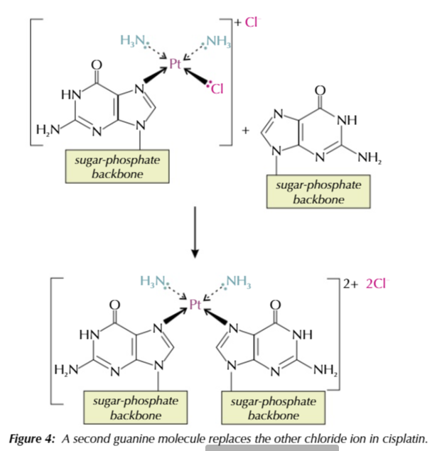 <ul><li><p>a second nitrogen atom on a different guanine base (from the same/opposite strand) replaces the second chloride ion in ligand substitution</p></li></ul><p></p>