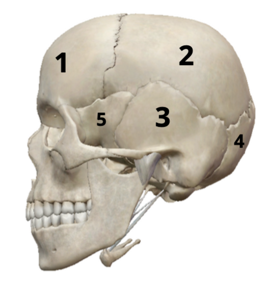 <p>What is bone 3?</p>
