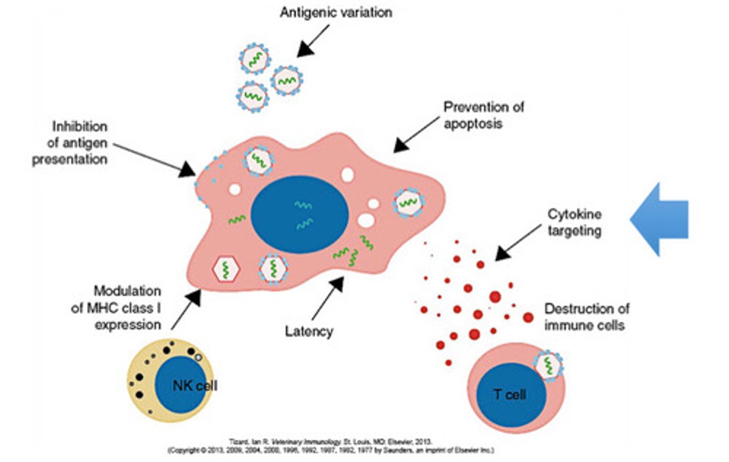 <p>IL-12 and IL-18</p>