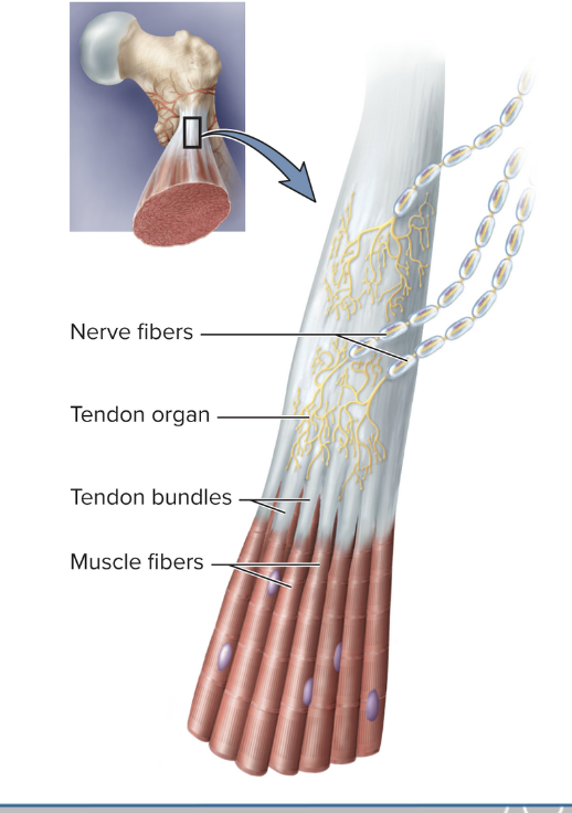 <ul><li><p>small, loose collagen fibers innervated by 1+ nerve fibers and detect tension</p></li><li><p>Located in the tendons (near the musculotendinous junction)</p></li><li><p>Proprioceptors</p></li></ul><p></p>