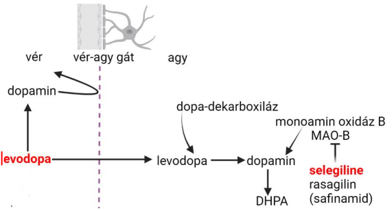 <p>Az agyban a monoamin oxidáz B átlalakítja a dopamint DHPA-á </p><p>A dopamin metabolizmust gátoljuk</p><p>Fokozódik a DA felszabadulás és gátolt a visszavétel</p><p>Fokozza a szuperoxid dizmutás és kataláz aktivitást → anphetamin, metamphetamin</p><p>Pl. Selegiline, Rasagiline</p>