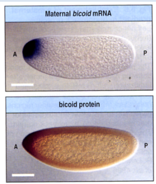 <p>What difference is highlighted here by bicoid in situ hybridisation vs antibody staining and what this means?</p>