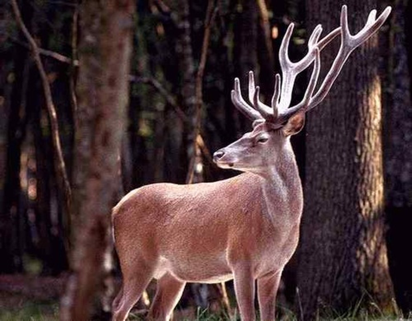 <p>stag</p>