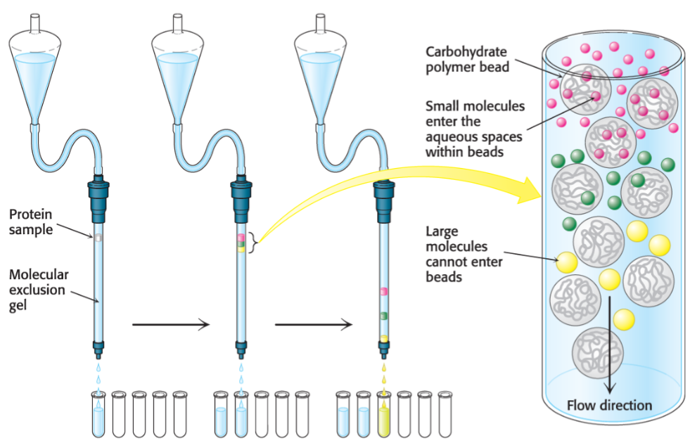 <ul><li><p>proteins are separated on basis of size</p></li><li><p>column containing a resin of porous beads allow smaller proteins to enter the beads, while larger proteins are excluded and exit first</p></li><li><p>elongated proteins may appear larger as their tumble through buffer and also be excluded, eluting faster</p></li><li><p>calibration w/ proteins known of MW is required</p></li></ul>