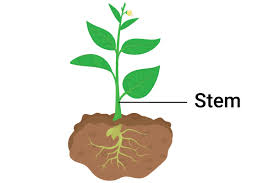 Facilitates transport of substances between organs in a plant
