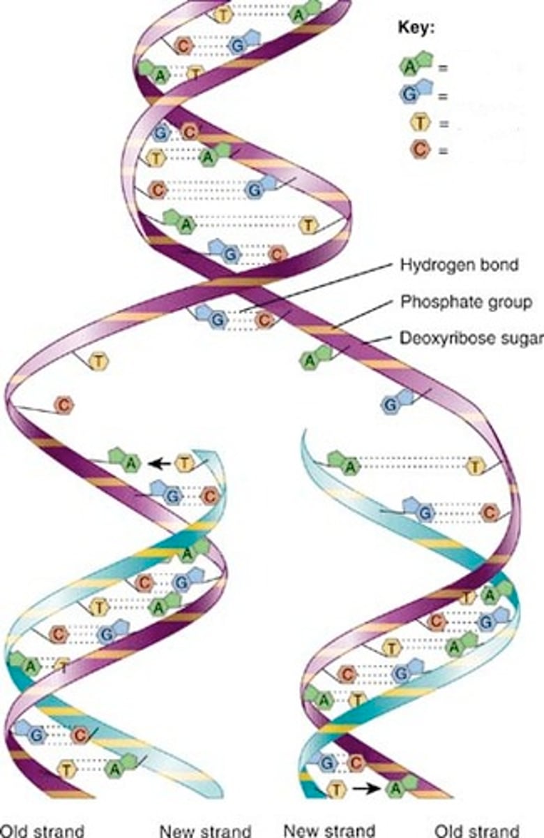<p>The synthesis phase of the cell cycle; the portion of interphase during which DNA is replicated.</p>