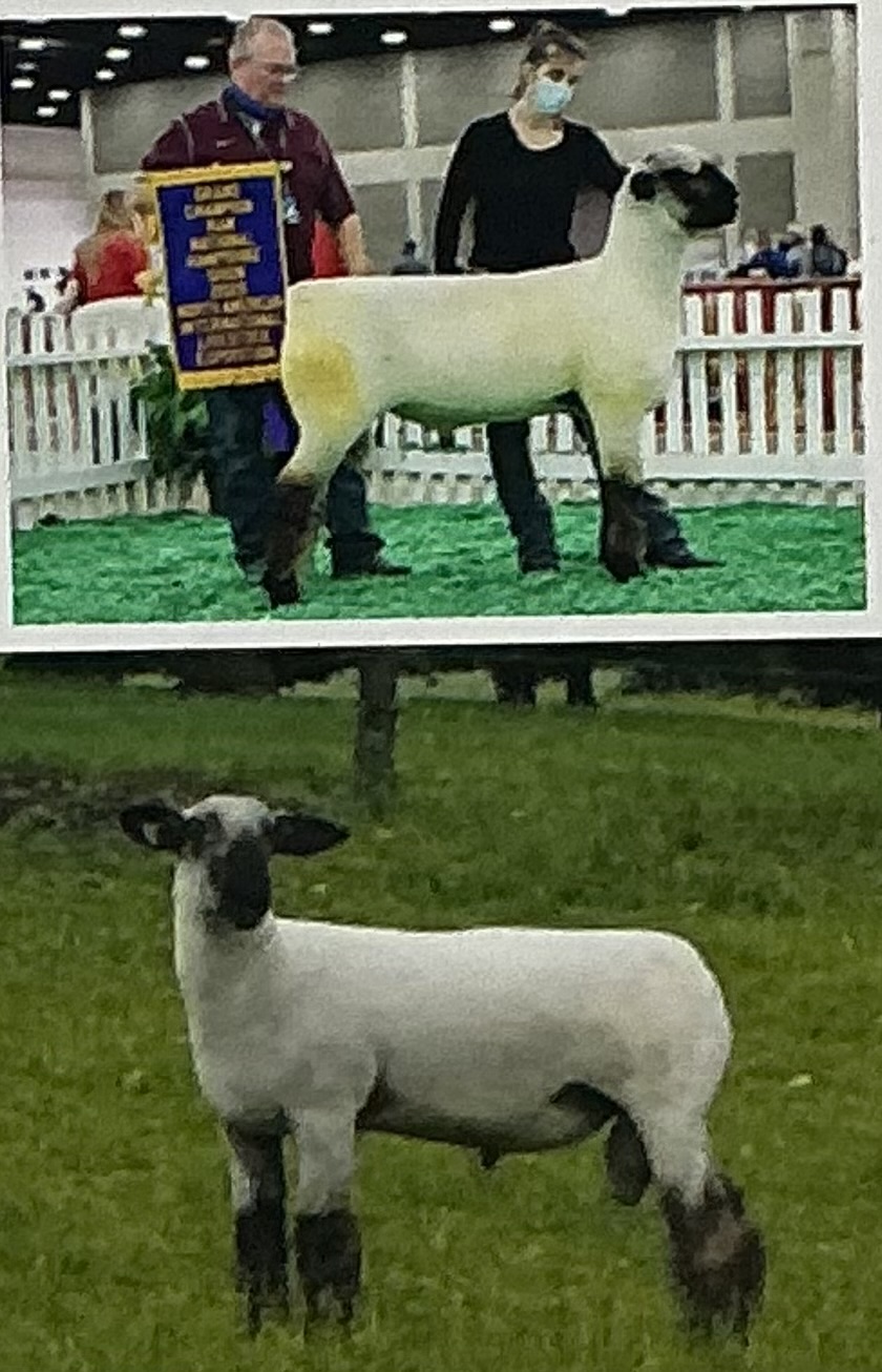 <p>Fast growth, influential carcass sheep east of Mississippi </p>