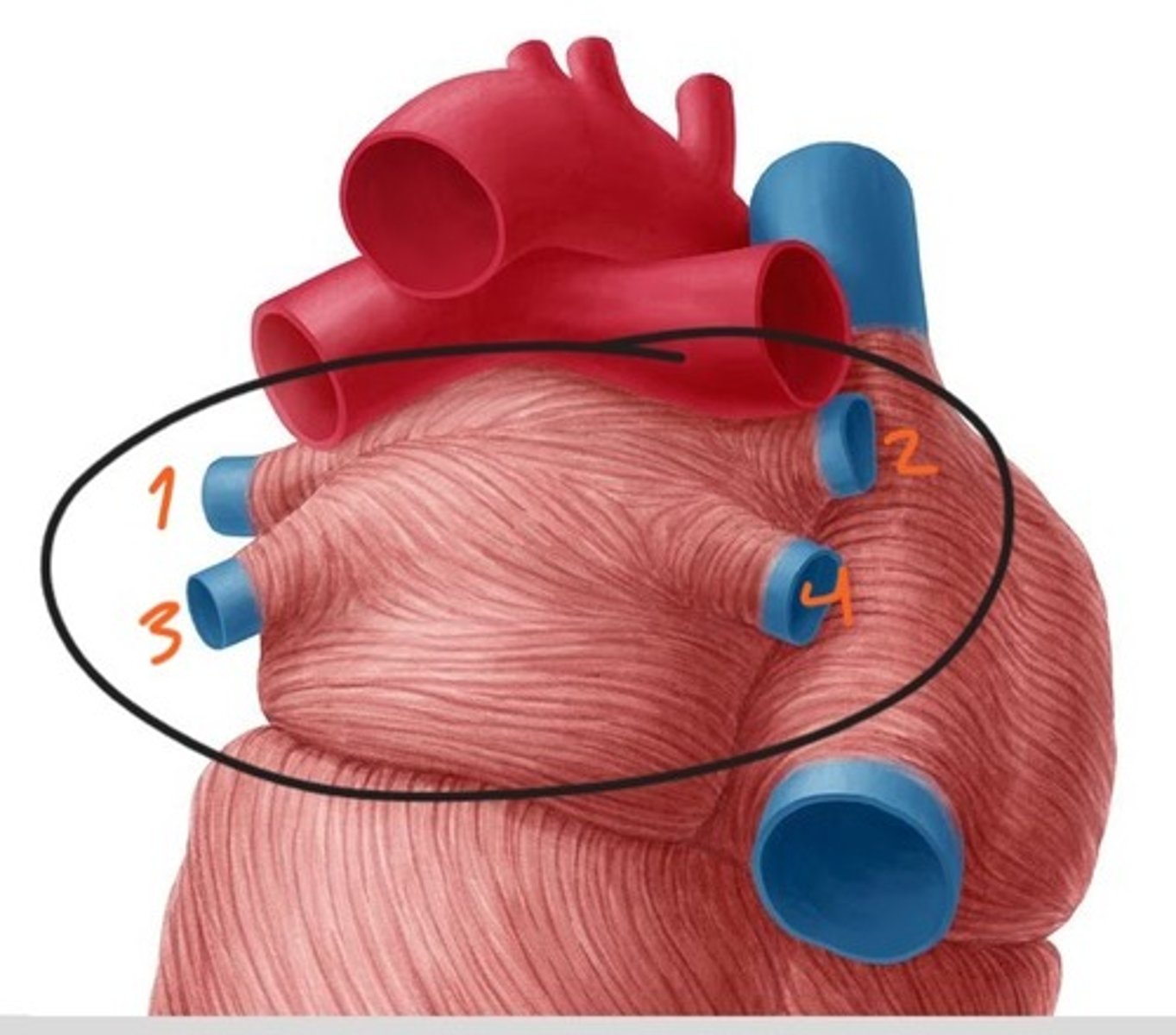 <p>collective space. This but on the dark heart.</p>