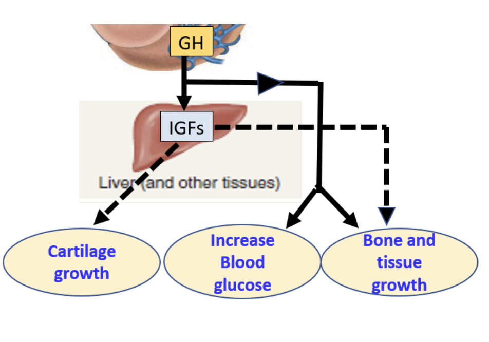 <ul><li><p><strong>GH acts on liver, muscle, and other tissues</strong> → stimulates release of <strong>IGFs</strong>.</p></li><li><p><strong>GH + IGFs together</strong> → increase <strong>protein synthesis</strong> and <strong>cell division</strong> → growth of <strong>bone &amp; soft tissues</strong>.</p></li><li><p><strong>IGFs (not GH)</strong> → specifically promote <strong>cartilage growth</strong>.</p></li><li><p><strong>In the liver</strong>, GH also increases <strong>glucose production</strong>.</p></li></ul><p></p>