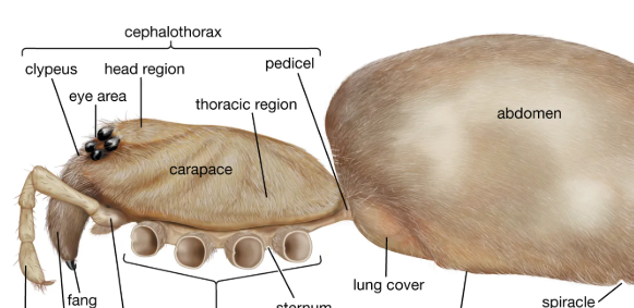<p>where the head and the thorax are fused into a single unit</p>