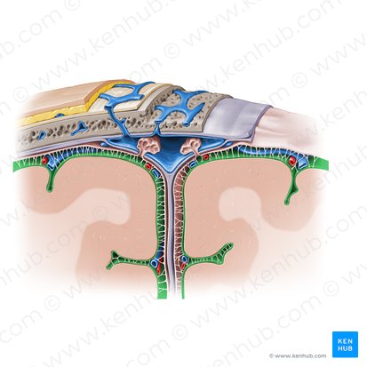 <p>A narrow, fluid-filled cavity located between the brain and spinal cord and the meninges that cover them</p>