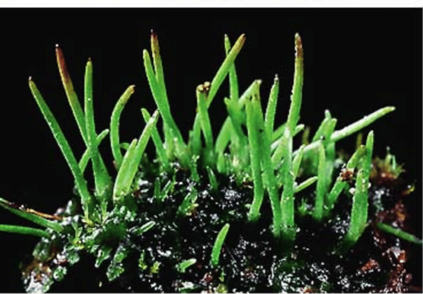 <p>elongate, persistently green (photosynthetic) sporophyte, sporophyte with indeterminate growth</p>