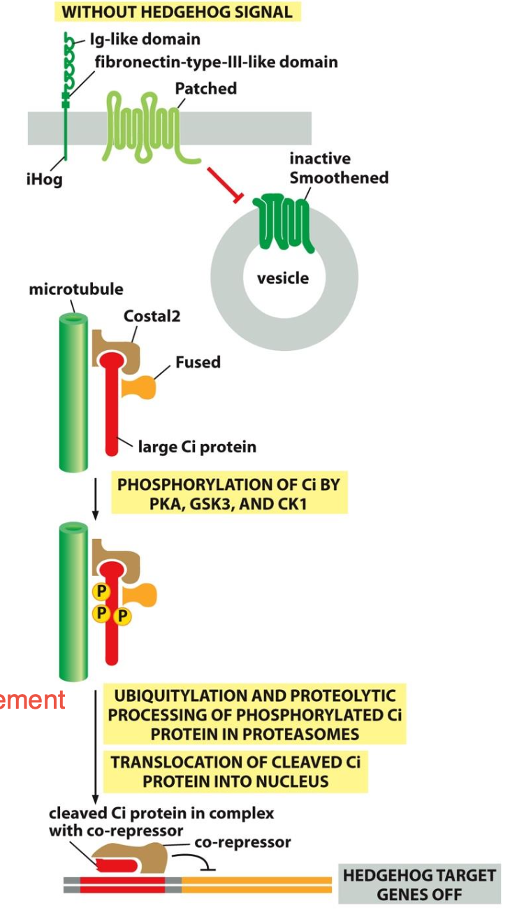 <p>Sans liaison avec le ligand, Patched inhibe l’activité de Smoothened. Smoothened reste donc dans la membrane d’une vésicule et ne se lie pas à la membrane plasmique.</p><p>Un complexe formé par Fused, Costal-2 et Ci se lie aux microtubules et Ci est phosphorylé par PKA ce qui la clive en Ci75</p><p>Ci75 agit comme répresseur de transcription </p>