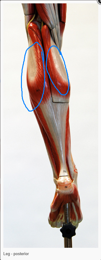 <p>what is the name of the muscles circled </p>