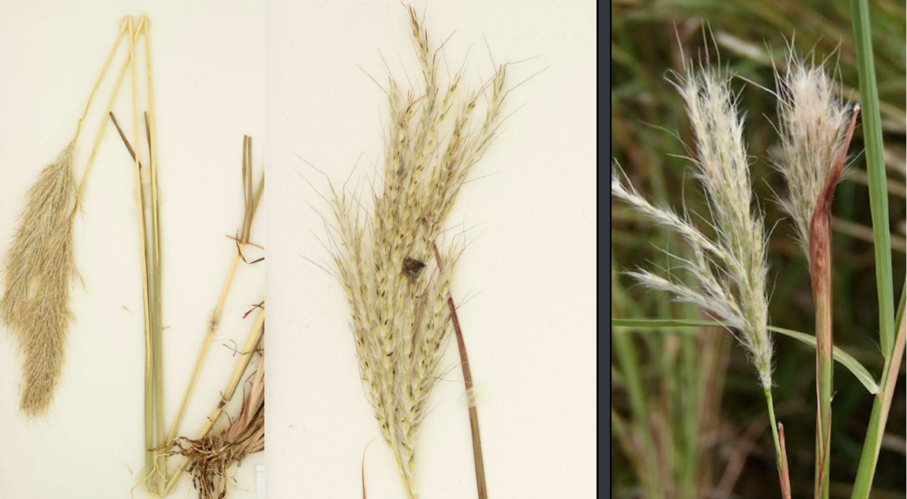 <p>Inflorescence: contracted panicle</p><p>Silver-white hair/flower puffs</p><p>Genticulate awn</p><p>Leaf has white margins</p><p>Hare tail</p>