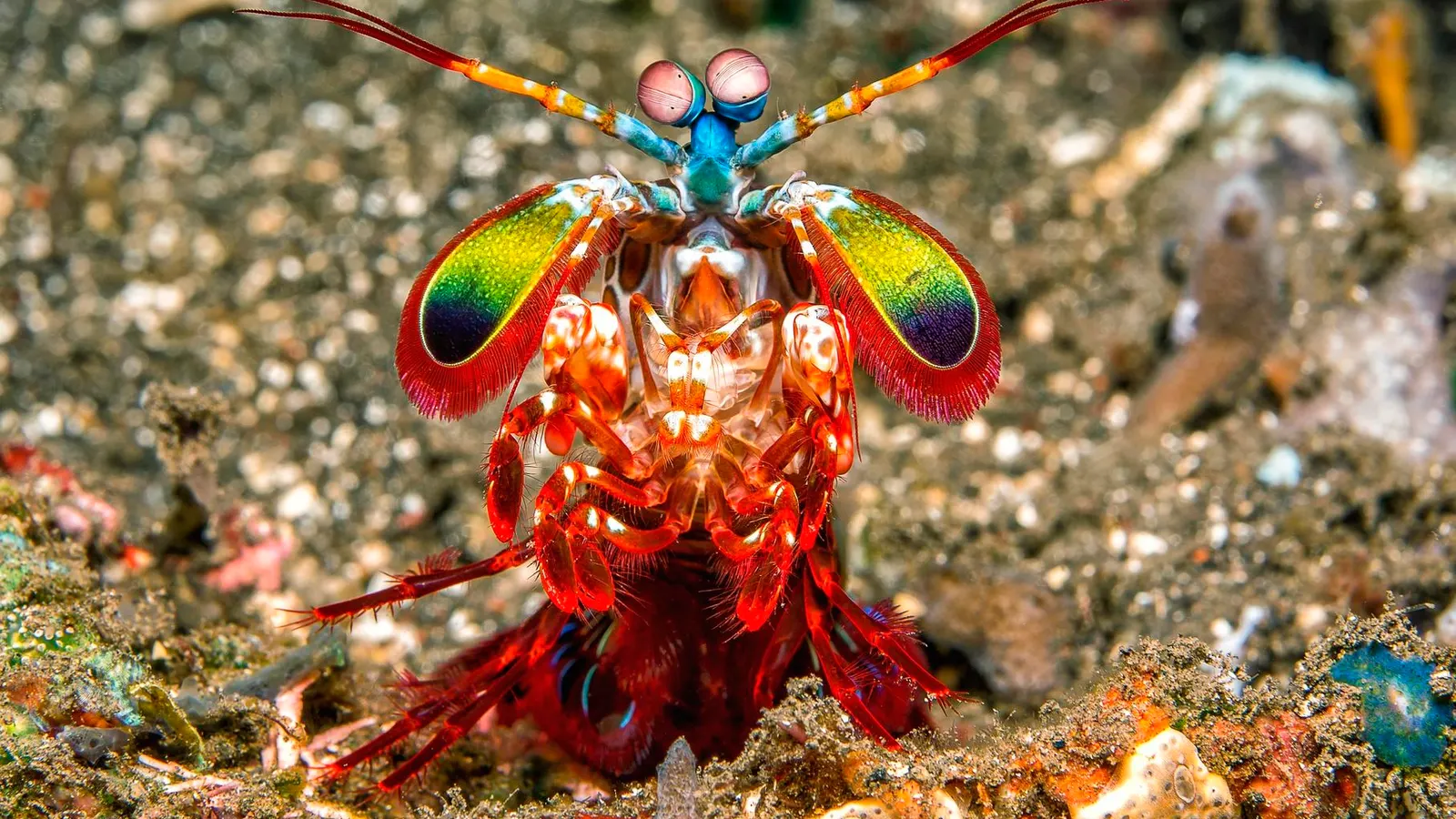<p>What adaptations do predators have to have better hunting success?</p>