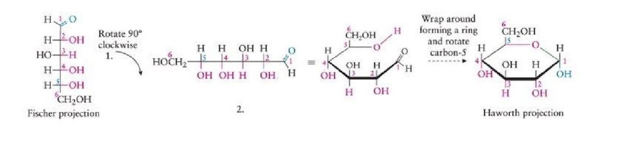 <ol><li><p>Turn Fischer projection clockwise 90 degrees</p></li><li><p>Fold to make a hexagon. OH on carbon 5 bonds with carbonyl 1. CH2OH becomes 5.</p></li><li><p>Join oxygen on last chiral center to carbonyl carbon. remove H from OH and add H to carbonyl. C = O becomes C- O</p></li></ol>