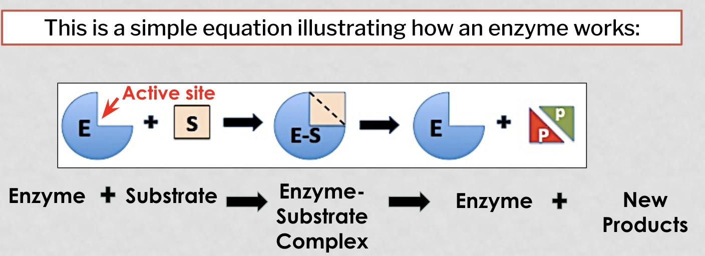 <p>the pocket or grove in which sbustrates must fit</p>