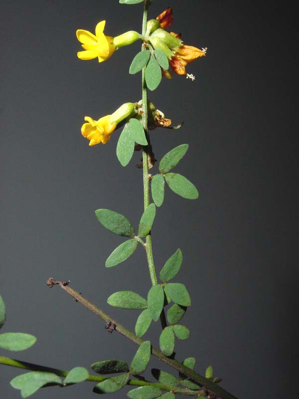 <p>stems are green, somewhat branched, with small, deciduous, pinnate leaves consisting of three to six leaflets.</p><p></p>
