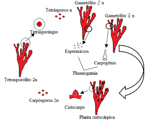 <ol><li><p style="text-align: justify;">Los gametofitos masculinos y femeninos producen gametos (espermacios y carpogonios)</p></li><li><p style="text-align: justify;">Espermacios fecundan carpogonio (plasmogamia).</p></li><li><p style="text-align: justify;">Sobre el talo femenino se genera un carpoesporofito diplode (recubierto de cistocarpo → protector).</p></li><li><p style="text-align: justify;">El carpoesporofito genera una segunda generación diploide, el tetrasporofito, que produce tretrasporas por sus tetrasporangios.</p></li><li><p style="text-align: justify;">Las tetrasporas germinan y forman nuevamente gametofitos masculinos y femeninos.</p></li></ol><p style="text-align: justify;"></p><p style="text-align: justify;">Cistocarpo: estructura que protege al carposporofito (haploide porque proviene del propio gametofito femenino).</p><p style="text-align: justify;">Es de desarrollo matrotrófico.&nbsp;</p>