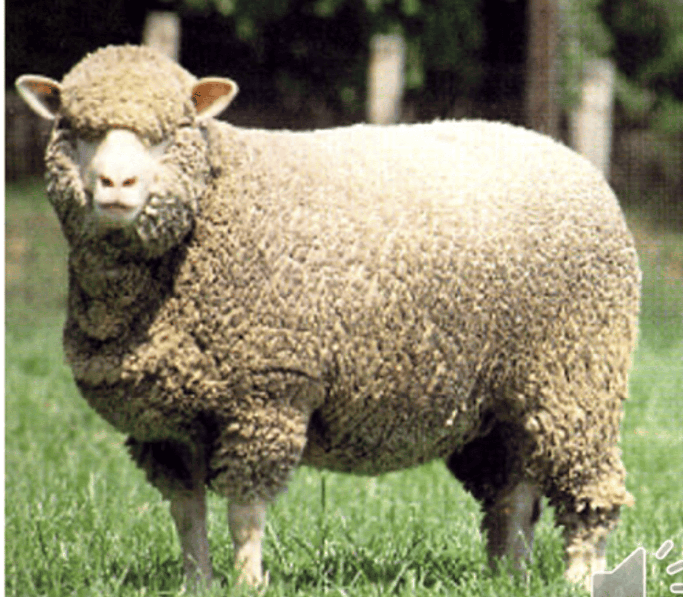 <p>-Very good quality wool ( primary use)</p><p>- Lambs are small and slow growing</p><p>- Do well on the open range</p>