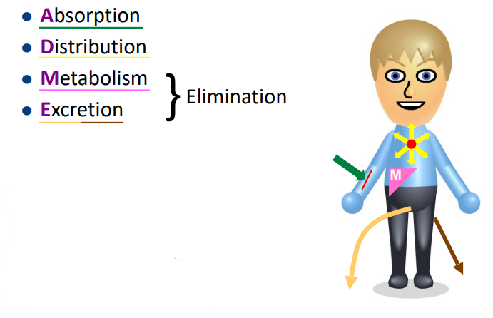 <p>ADME determines the drug’s plasma ——— versus —— ——.</p><p>i.e. how quickly the drug reach an effective concentration at the target site </p><p>how long the drug remain at an effective concentration</p>