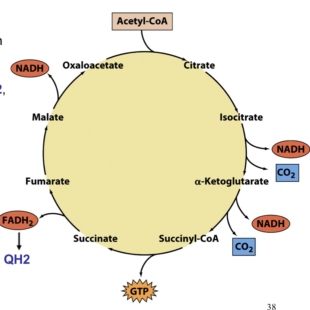energy is conserved in the form of reduced coenzymes: 3 NADH, 1 FADH2, and one nucleotide triphosphate (GTP)

NADH and QH2 are reoxidizes in the electron transport scheme and produce much more ATP by oxidative phosphorylation