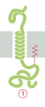 <ul><li><p><span>The α-helical region provides the hydrophobicity necessary for insertion into the lipid bilayer</span></p></li></ul><ul><li><p><span>while the lipid anchor enhances membrane association and stability.</span></p></li></ul>