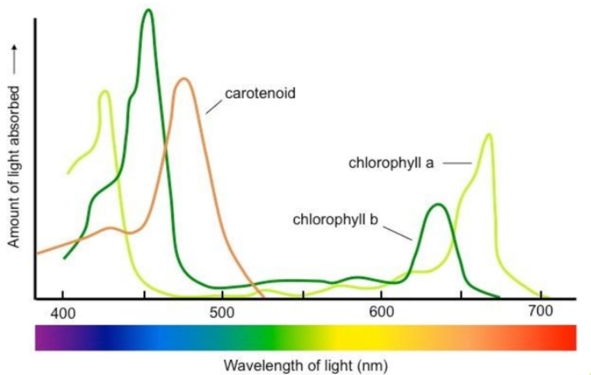 <p>effectiveness of a wavelength in the action of photosynthesis</p>