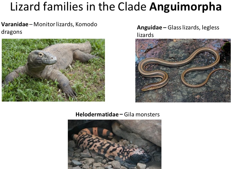 <p>Lizard families in the Clade Anguimorpha</p>