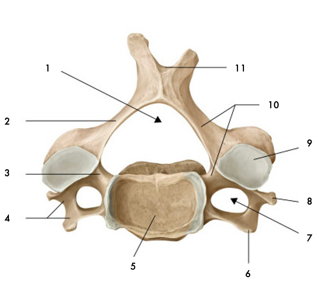 <p>Foramen transversaire</p>