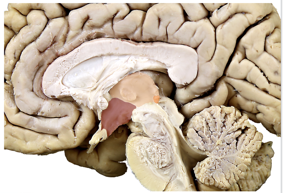<p><strong>what structure is in </strong><span style="color: rgb(218, 130, 42);"><strong>orange?</strong></span></p>